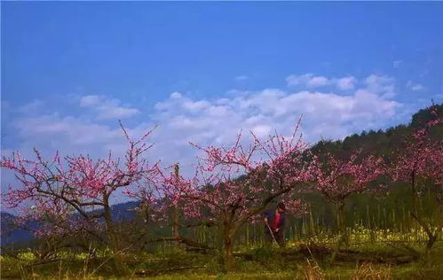 2. 朝阳桃花山：二A级生态旅游区