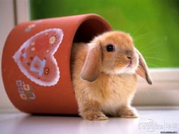 第一点：咱们得先明白这只小兔子到底想要啥