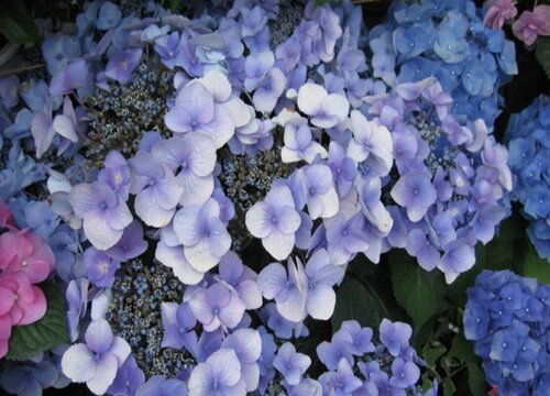 象征生命和希望的植物有哪些?