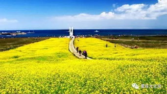 那一些没写进攻略却改变旅行体验的人文瞬间
- 土耳其村那个地方的卖手工艺品的老太太坚持给我们讲她年轻巧化时候骑马追羊群追到月牙泉去求雨神降雨救活牦牛群...最后再来看买了一条藏毯
- 河湟文化底蕴博物馆门口忽然冒出来一群穿传统方式服饰跳起圈钱舞蹈最终还是结果是其中一人就是昨晚同住民宿隔壁房间唱得震天响二胡较大师兄！
- 最离谱的是环湖路上遇见两只野驴居然跟着我们跑了一公里还特意避开汽油味向花草丛奔去...
关于摄影崭新趋势那一些让你想吐槽又忍不住尝试的话题
- 