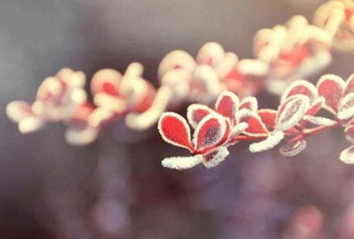 锦上添花近三期打什么生肖动物？