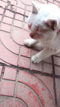 想飞的猫与血迹斑斑的翅膀之谜：生肖、 风水与国学的深度乱炖