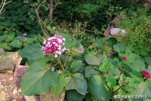 蒴字取名是凶还是吉？这个名字寓意是吉祥还是不祥？