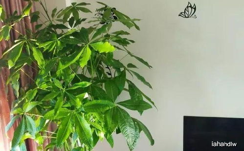 三、龟背竹（Monstera deliciosa）——大自然的“财富之门”
