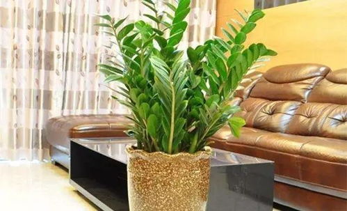 金钱树：长得像钞票的摇钱树