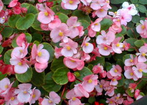 风水家中摆放花代表什么意思,风水家中摆放花代表什么意思