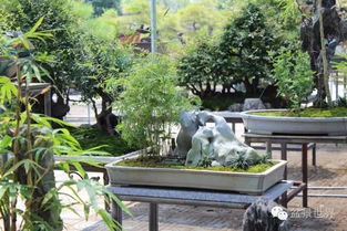 家里树木风水,家里的树hen旺盛