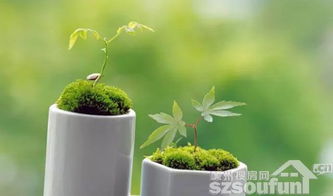 植物杀手的自我修养