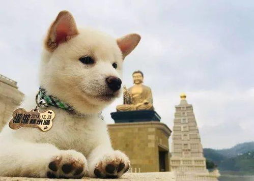 未定之谜