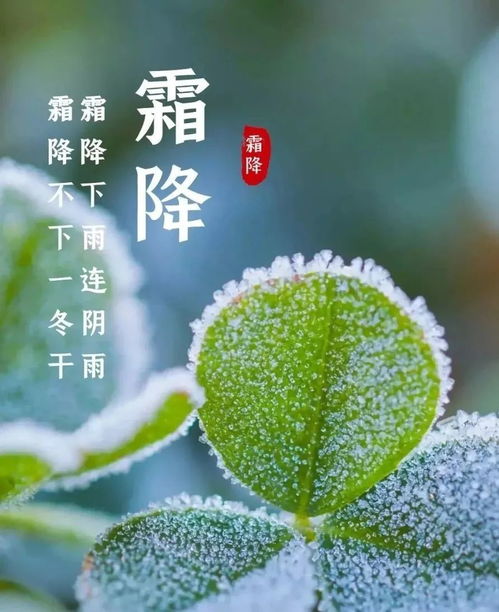 霜降节气与十二生肖的奇异碰撞