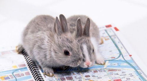 为什么1975年出生的属兔人运气似乎一直不佳，一生运势究竟如何？