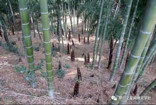 树木也有讲究：歪树一定是贼人坟吗?