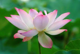Lotus在不同文化底蕴中的象征意义