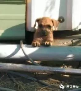B. 中型犬推荐名称：
