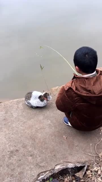 细小猫钓鱼