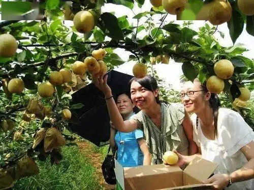 2026年新宠：这些水果才值得你疯狂！