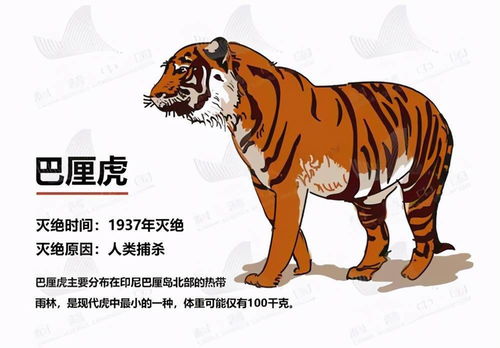 生肖虎：自尊心受挫=猛虎下山