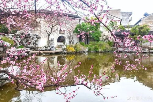 避开人潮：玉兰花开的时节