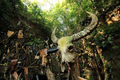 生肖牛与龙的冲撞