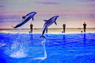 1. 银滩海洋公园