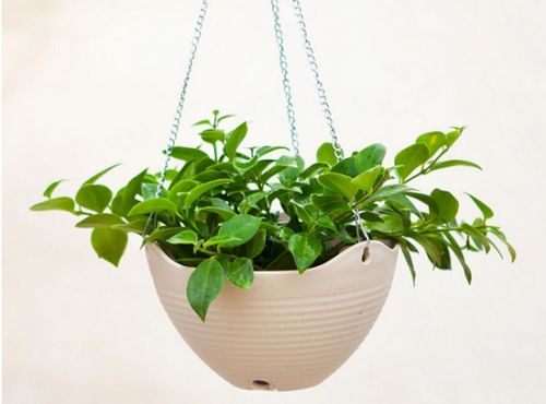 仙人掌：沙漠里的暴脾气