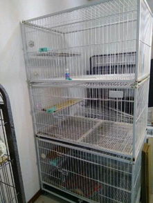 进门见猫笼好不好,开门见猫笼子风水讲究