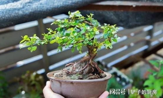 适合北方果树盆景风水,适合北方果树盆景风水