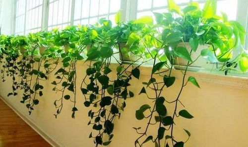 家养绿萝对家居风水有怎样的影响或作用？