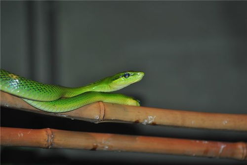 属蛇2026年爱情运势与53年属蛇礼物有何特别含义？