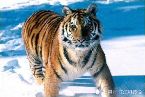 生肖虎：自带光环的“较小祖宗”