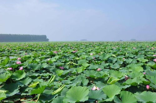 微山湖：不止是荷花的海洋