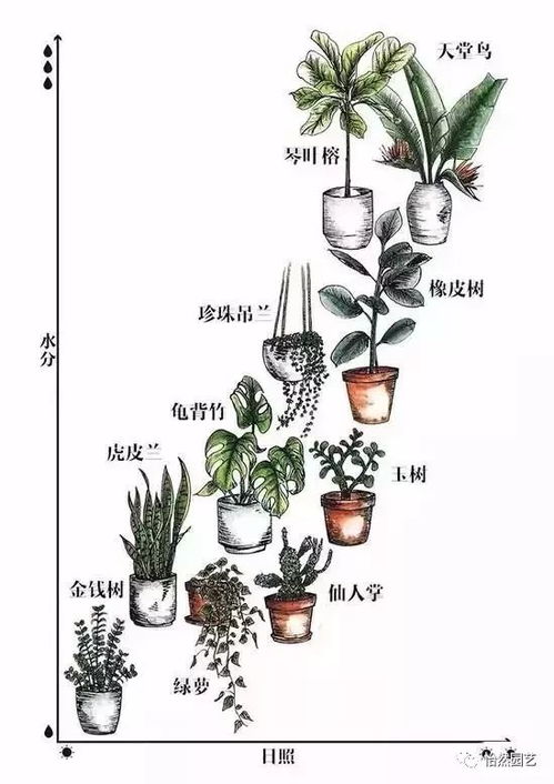 五、 植物养护——绿植不是万嫩钥匙，却也别忘了它们的小脾气