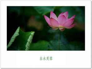 出水芙蓉是哪个生肖？‘出水芙蓉’如何为一生肖？