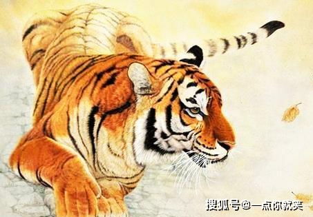 属虎人2026年1月11日运势如何？事业财运感情运势怎样？
