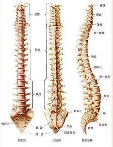 八字坐长生女命身体好吗？生殖系统健康与哪柱有关？