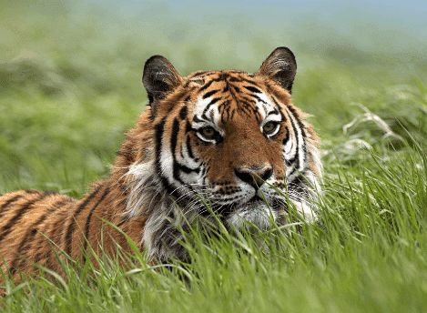 2. 老虎洞：探险爱好者的天堂？