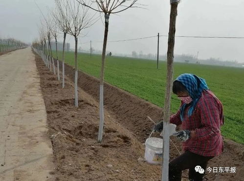 四、树种选择与吉日搭配：种啥树有讲究？