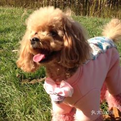 国外童话风格宠物医院名字有哪些推荐？