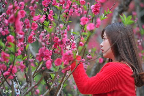 女命大运走桃花运，对八字命理是好事吗？