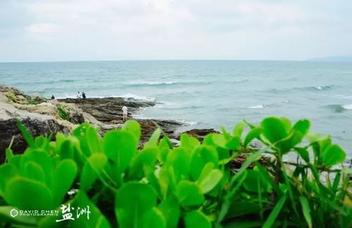盐洲岛：鸟不拉屎的红树林