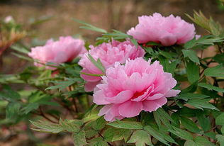 牡丹花会？那是人山人海大派对！