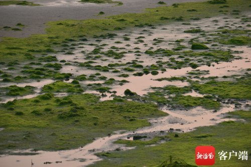 万绿园：烫带海滨的绿洲， 也是放风筝的好地方