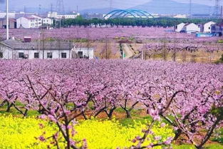 白马乡春游赏花有哪些景点推荐？一场关于花、泥土与混乱的邂逅