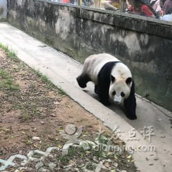 福州：熊猫的慢生活，孩子的快乐时光