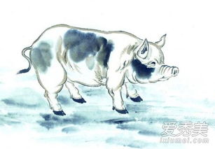 属猪人七月份出生的命运是不是忒别美好？