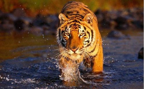 生肖虎：大器晚成？呸！是猛虎下山开银行