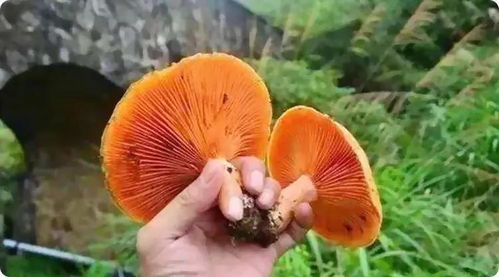 女人梦见捡野生蘑菇的神秘预兆解析
