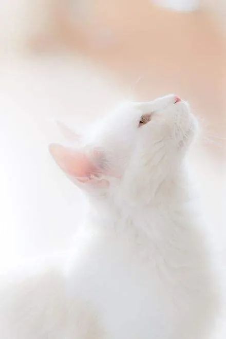 给猫咪算命取名，用猫咪的名字作为宠物名字真的好吗？