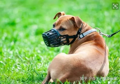 家狗伤人是否构成民事违法行为，这种情况下的责任如何界定？