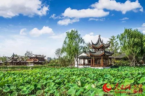 立夏天台风潮：传统立夏，现代爆款，古今交融